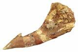 Fossil Sawfish (Onchopristis) Rostral Barb - Morocco #285533-1